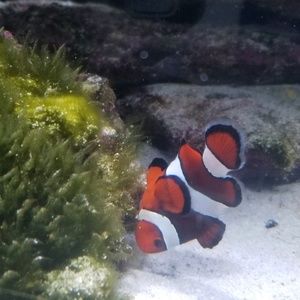 Meet your Posher, Teri